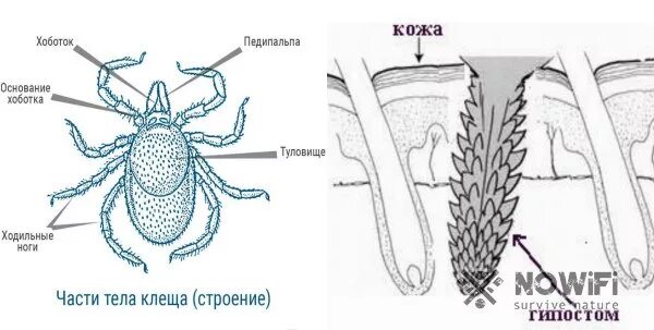 Хобот клеща. Самка иксодового клеща строение. личинка таежного клеща строение. иксодовый клещ строение. дермацентор клещ строение.