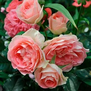 Set rose