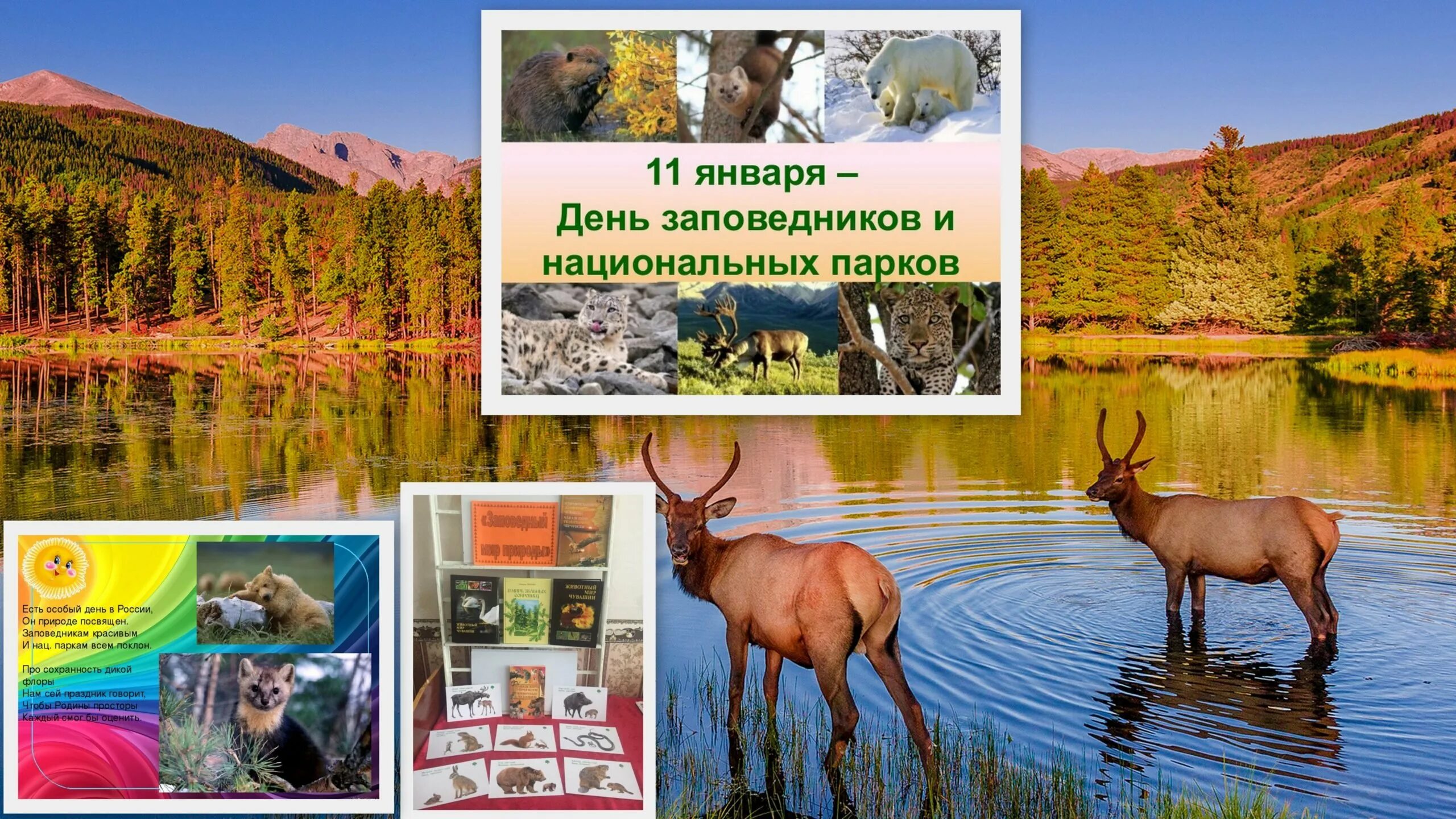 День заповедника 2025. Мир заповедной природы выставка в библиотеке. день заповедников и национальных парков. выставка день заповедников и национальных парков. 11 января день заповедников и национальных парков.