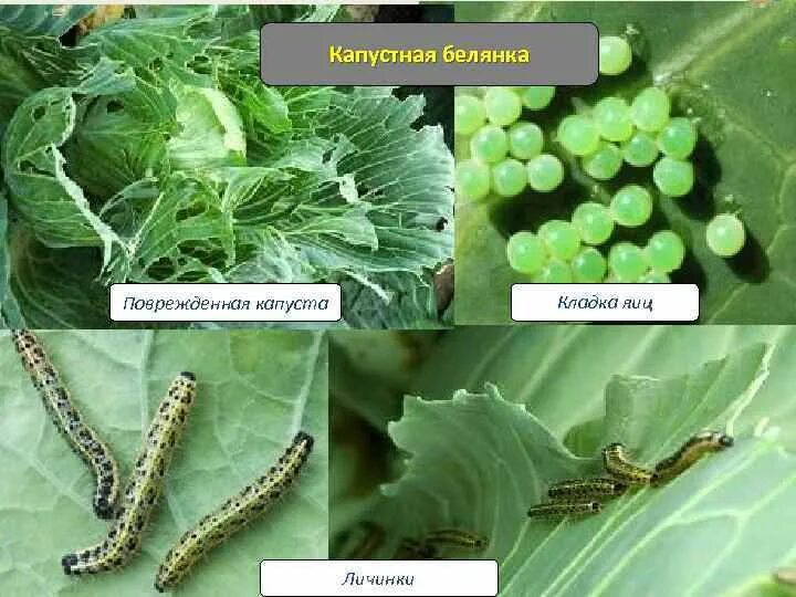 Функция трахеи у капустной белянки. Личинка капустной белянки. Зеленая гусеница капустница. Яйца бабочки капустницы. Личинка бабочки капустницы.