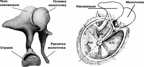 Как называются слуховые косточки