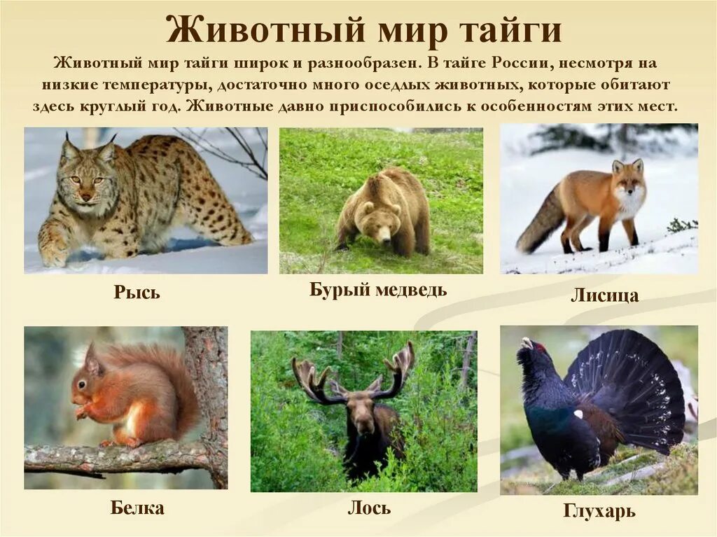 Какое животное на е. Животный мир тайги представители в России.