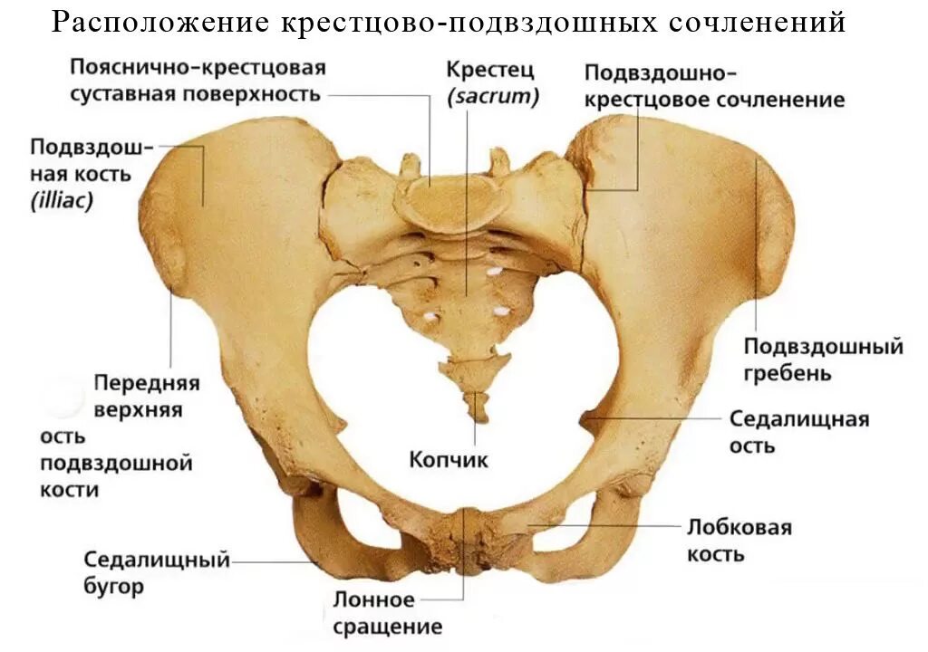 Строение крестцово подвздошного сочленения. Крестцово копчиковый сустав строение. Кт крестцово-подвздошных сочленений. Кости таза анатомия человека.