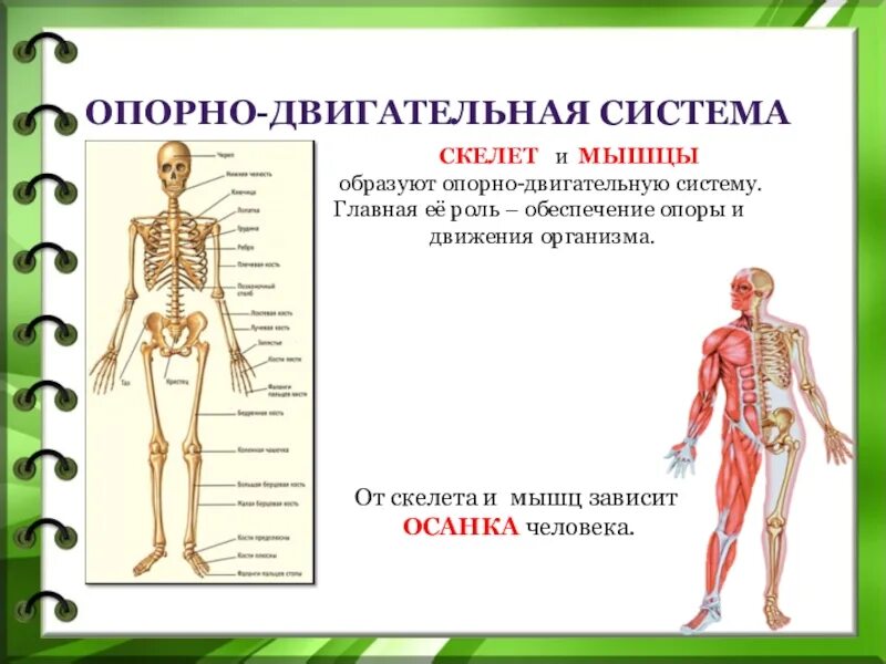 Опорно двигательная система состоит 3 класс. Опорно-двигательная система человека 3 класс окружающий. Опорная система человека 3 класс. Опорно двигательная система скелет и мышцы. Роль опорно двигательной системы 3 класс