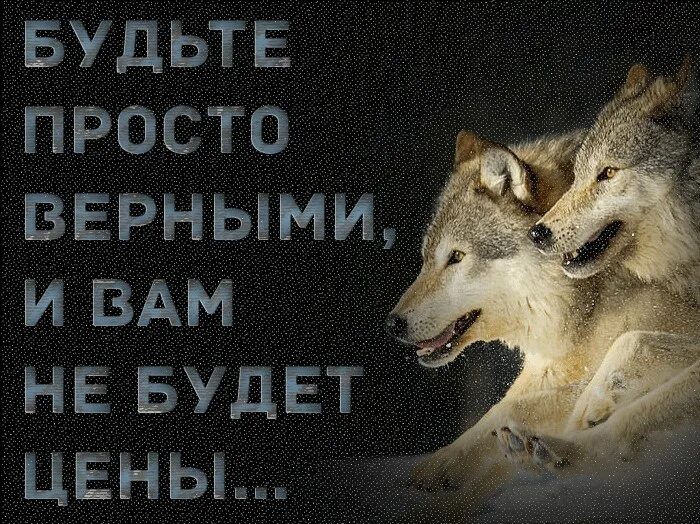 С волками жить все. С волками жить по Волчьи выть. Среди Волков жить по Волчьи выть. С волками жить по Волчьи быть. Поговорка с волками жить по Волчьи выть.