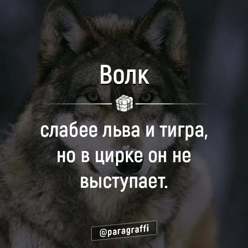 Почему говорят волк. Волк слабее Льва и тигра но. Волк слабее. Цитаты волка. Волк в цирке не выступает.