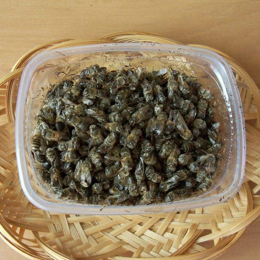 Пчелиный подмор. Подмор пчел. Подмор пчелиный лечебные. Подмор пчелиный лечебные. Подмор пчелиный лечебные.