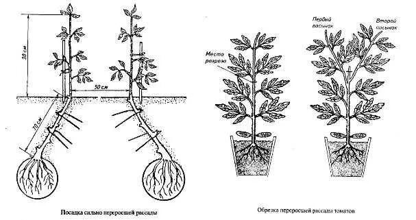 Можно ли углублять перцы. Высадка рассады помидор в теплице схема. Посадка переросшей рассады томатов. Схема посадки рассады помидор в теплице. Схема посадки высокорослых помидор.