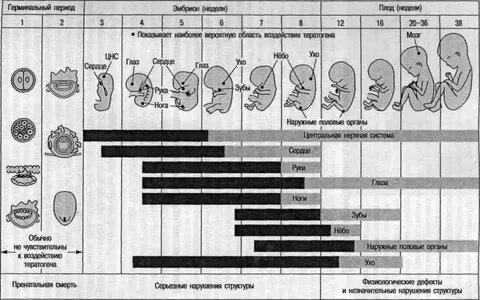 Период развития в организме зародыша