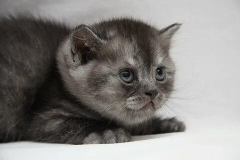 Дымчатый котенок