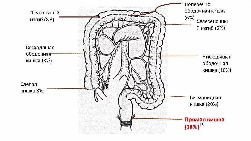 Каким номером на рисунке обозначена прямая кишка. Отделы Толстого кишечника ободочная кишка. Селезёночный угол Толстого кишечника. Ректосигмоидный изгиб ободочной кишки. Печеночный угол ободочной кишки.