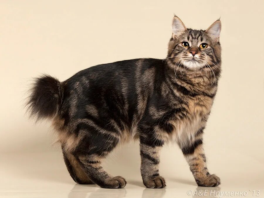 Кошки киров. Кошка кирова. Кошки киров. Рб. Киров кошками.