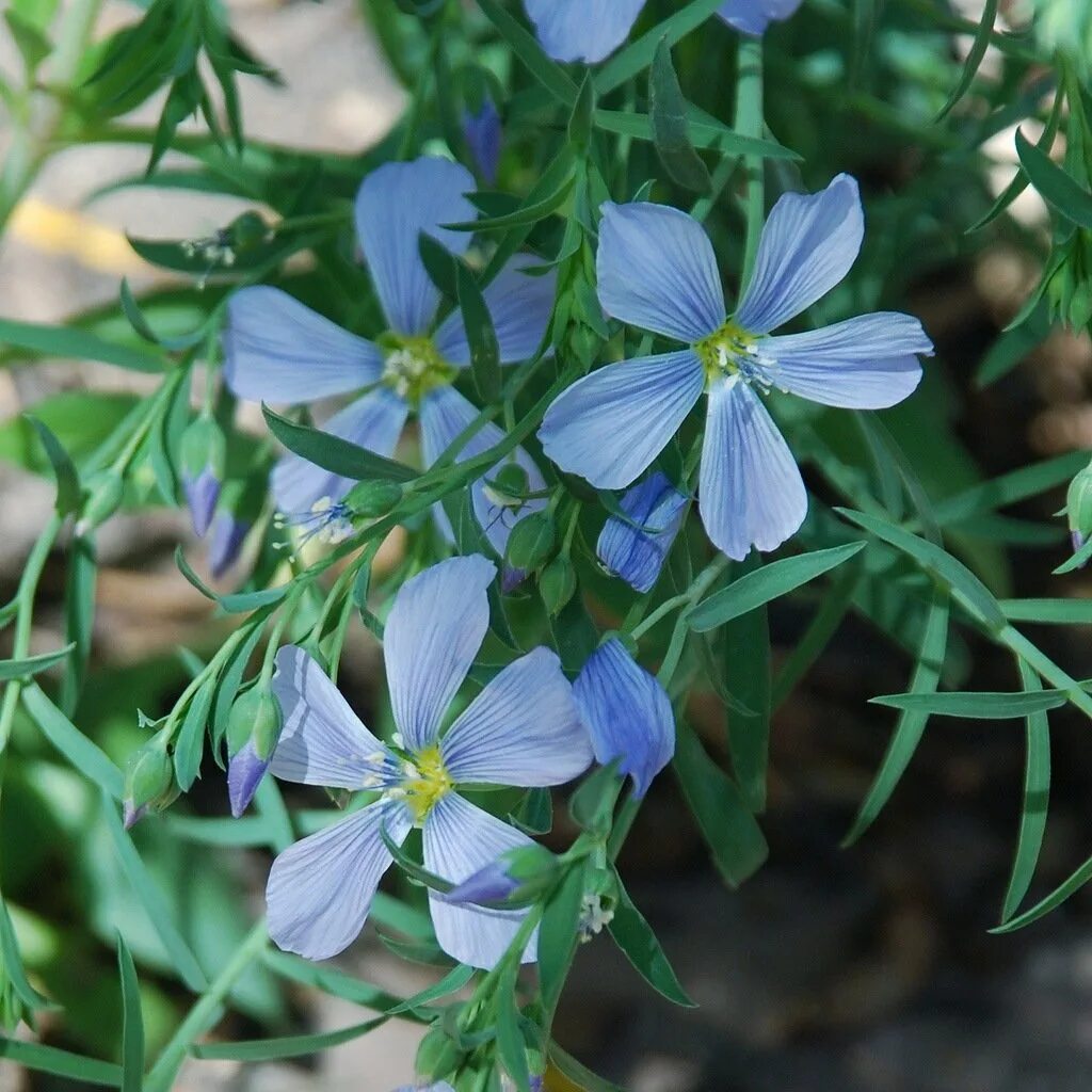 Цветок ленок. Лен многолетний Linum perénne. Лен многолетний Сибирский. Лен Пилигрим. Ленок цветок многолетний.