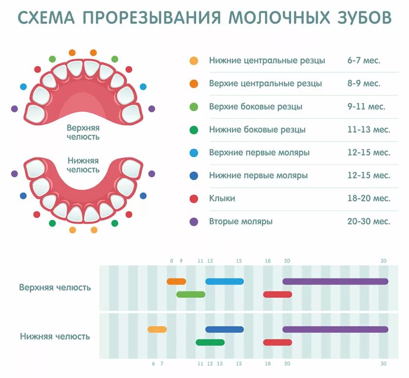 Молочные зубы порядок прорезывания. Зубы у ребенка порядок прорезывания сроки. Прорезывание зубов у детей схема сроки. Молочные зубы схема прорезывания. Можно ли лечить зубы на ранних сроках