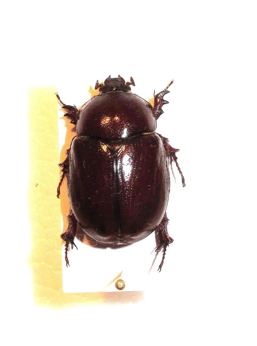 Как отличить жучка девочку от мальчика. Жучок гоша. Жучек или жучок. Басня собака и ее тень л толстой. Жук хрущевик.