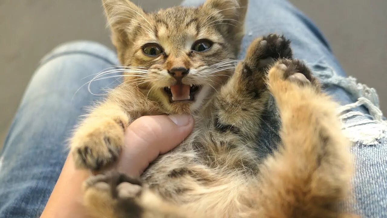 Hungry kitty видео. Hungry kitty видео. Hungry kitty рыжая. Hungry kitty видео. Hungry kitty модель.