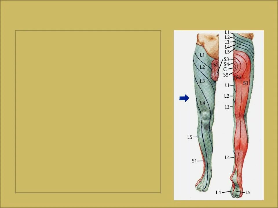 Радикулопатия l5 s1. Корешок l4-l5. Корешок л4 иннервация. Корешок l4-l5 грушевидная.