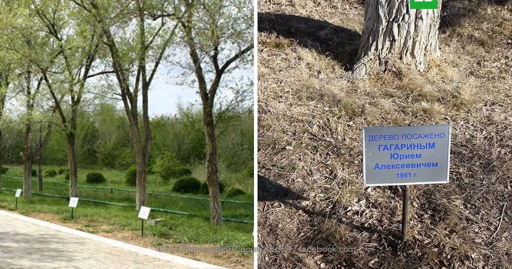 Дерево посажено в честь. Дерево Гагарина на Байконуре. Аллея Космонавтов Байконур. Дерево которое посадил Гагарин. Дерево посаженное Юрием Гагариным.