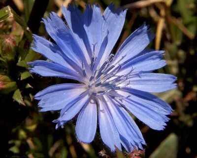 Chicory a colorful