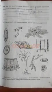 Биология 25