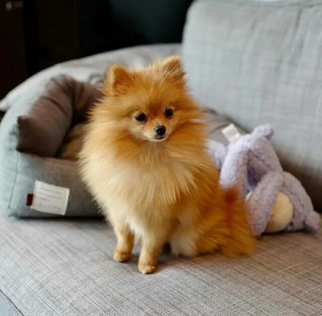 шпиц тип лисичка. померанский шпиц лиса. вельш шпиц. шпиц тип лисичка. померанский шпиц лисичка.