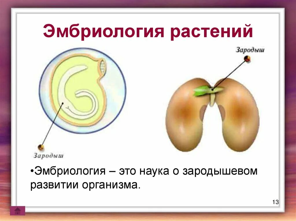 Эмбриология примеры. Эмбриология растений. эмбриология эио найкао. эмбриология определение. эмбриология это в биологии.