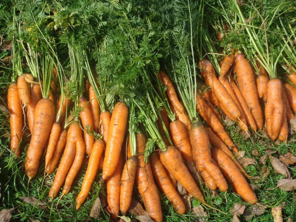 Как вырастить хороший урожай моркови. Морковь. Морковь на грядке. Морковь в огороде. Огород с морковкой.