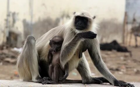 Baby monkey wildlife