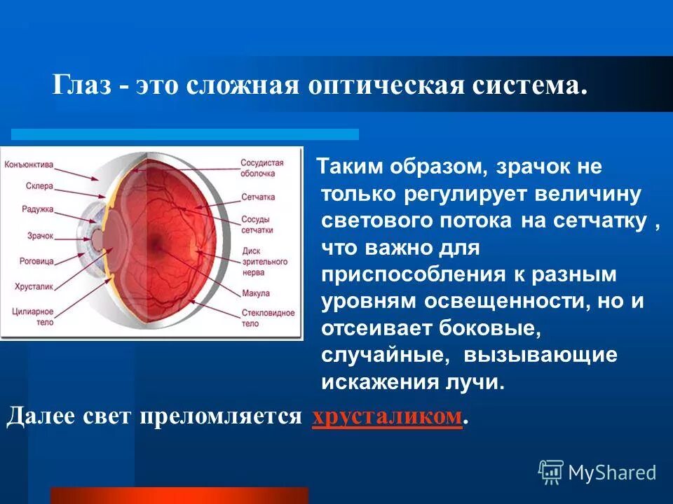 Свет попадает в глаз через