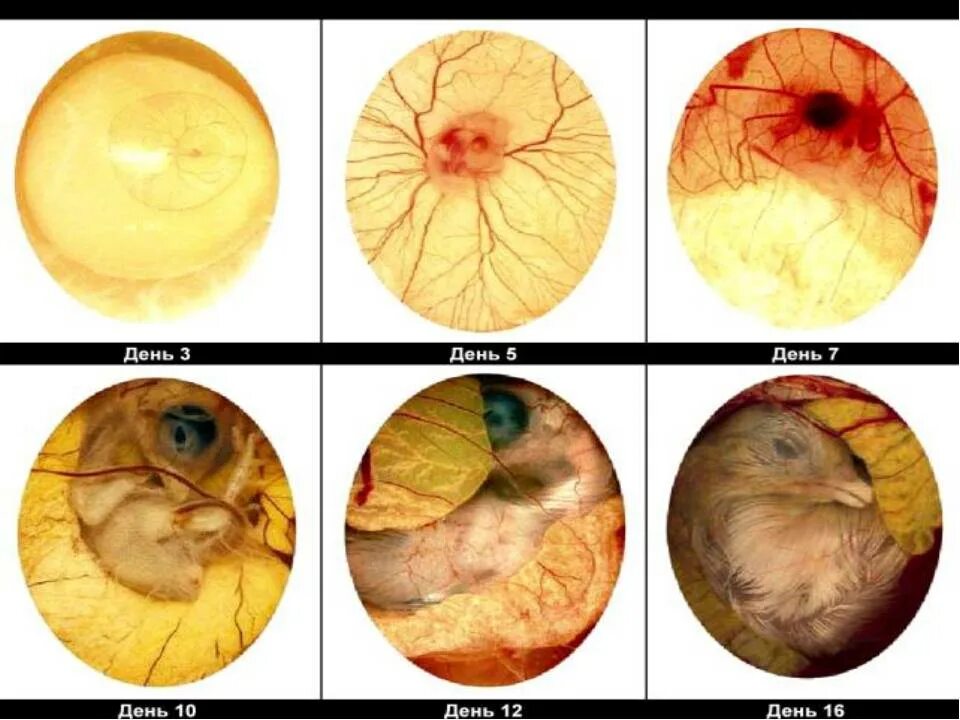 Развитие в яйце по дням фото. Инкубация перепелов овоскопирование. 10 День инкубации куриных яиц овоскопирование. 21 Сутки овоскопирование. Строение инкубационного яйца.