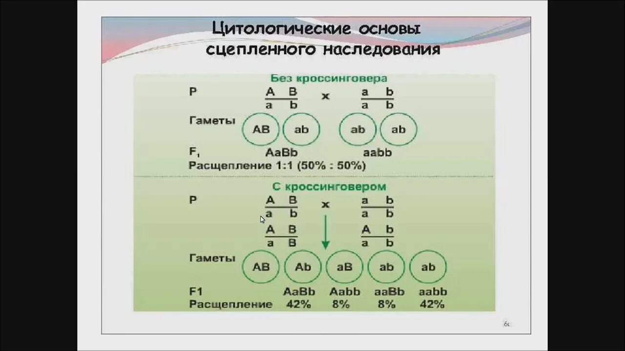 Некроссоверные особи. Сцепленное наследование признаков задачи. Сцепленное наследование с кроссинговером. Решение задач на сцепленное наследование признаков. Задачи по генетике сцепленное наследование.