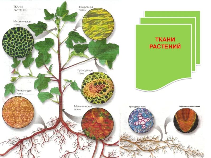 Изображения тканей растений. Ткани растений. ткани растений биология. ткани растений и их части. ткани растений и животных.