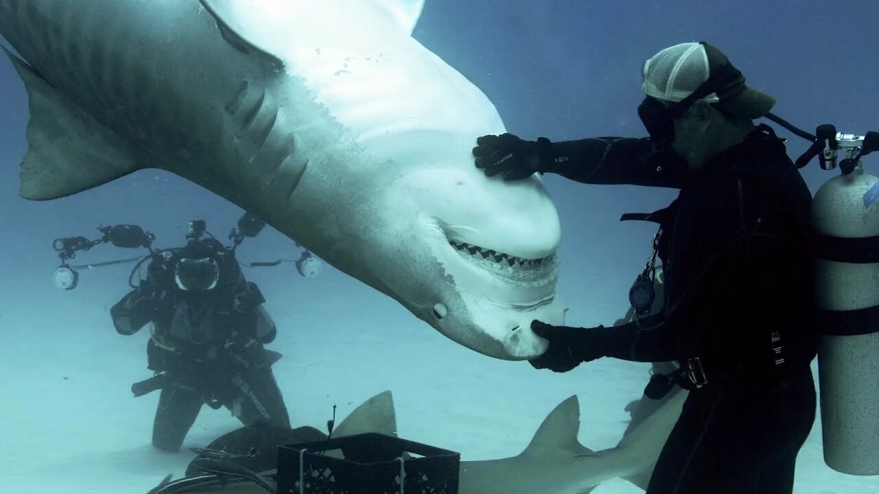 Аку человек. Shark man. Фото человека с акулой. Оушен рамзи. Фото человека с акулой.