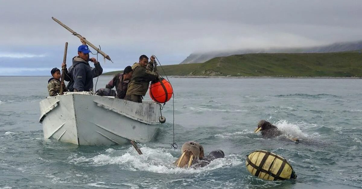 Эскимосы промысел. Чукчи охота на моржей на Чукотке. Охота на морского зверя на Чукотке. Чукчи охота на морского зверя.