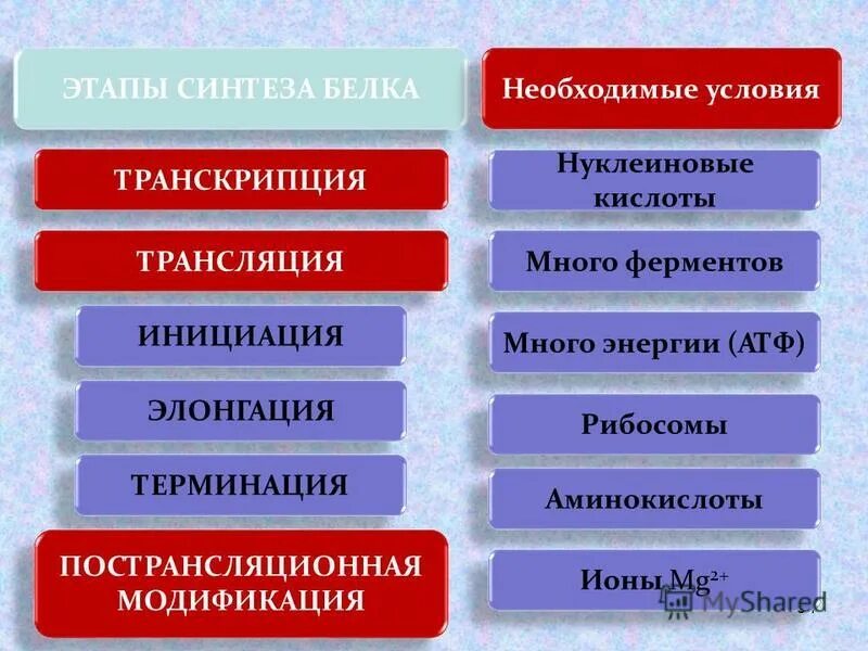 4 этапы синтеза белка