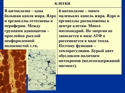 Вещество заполняющее клетку
