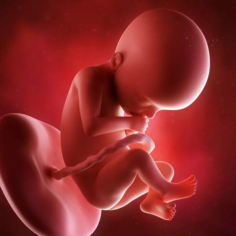 24 неделя развитие. Плод на 22 неделе беременности. Зародыш на 22 недели беременности. Ребёнок в 22 недели беременности. Младенец 22 недели беременности.