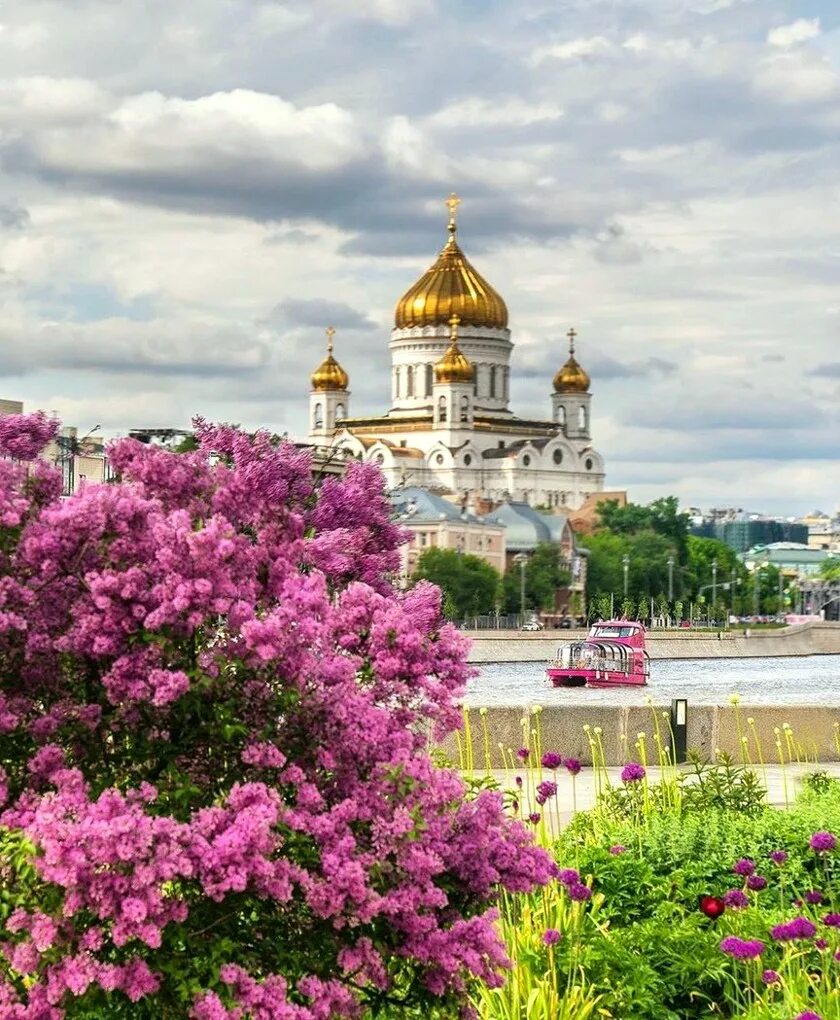 Площадь сирени. Сирень у храма Христа Спасителя. Сергиев Посад монастырь сирень. Храм Христа Спасителя в Москве весной.