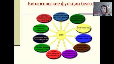 Функции белков для человека