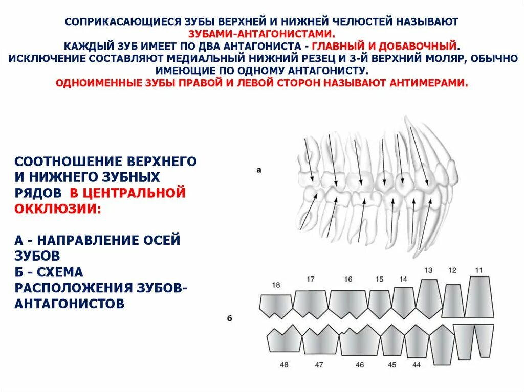 Зубы это. Зубы верхней и нижней челюсти. ззубы верхней и нижнейчелюсти. расположение зубов верхней челюсти.