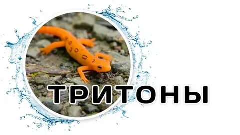 Тритон 3