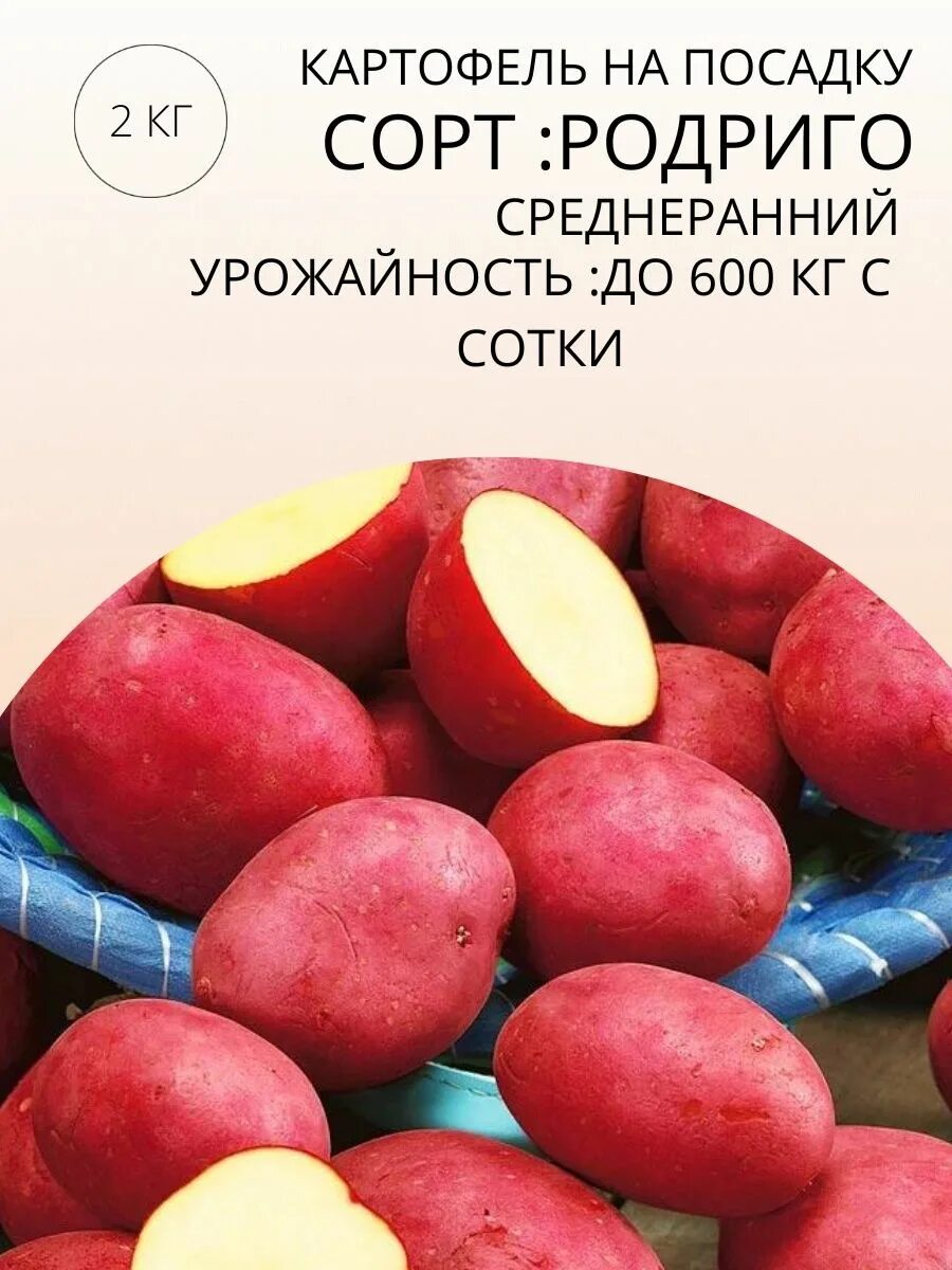 Картофель сорт родриго. Семена картофеля родриго. красноклубневый картофель. красноклубневые сорта картофеля. родриго картофель характеристика.