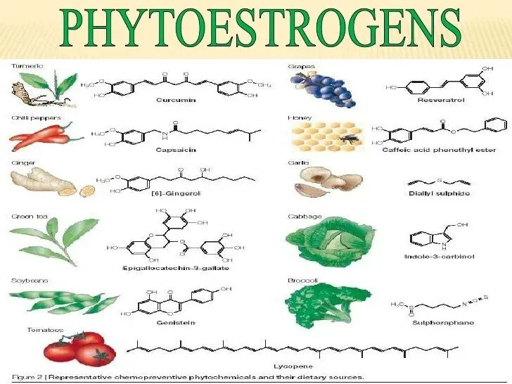 Источник эстрогенов. Растительные фитоэстрогены. Эстрогенное питание. Растительные эстрогены. Эстрогены в растениях.