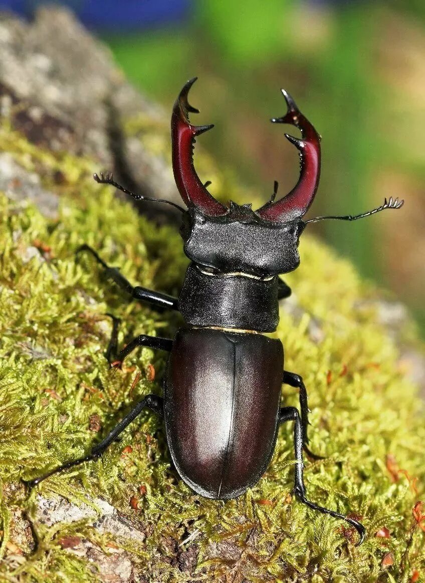 Как называется жук который живет. Жук рогач самка. жук-олень (lucanus cervus). жук олень рогач. радужный жук рогач.