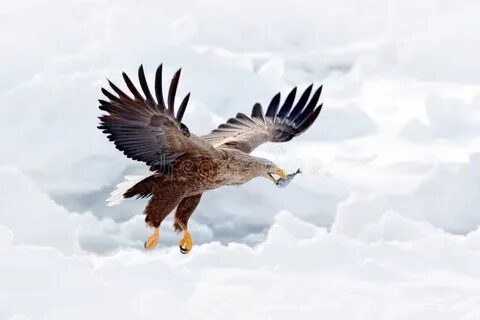 Ice eagles