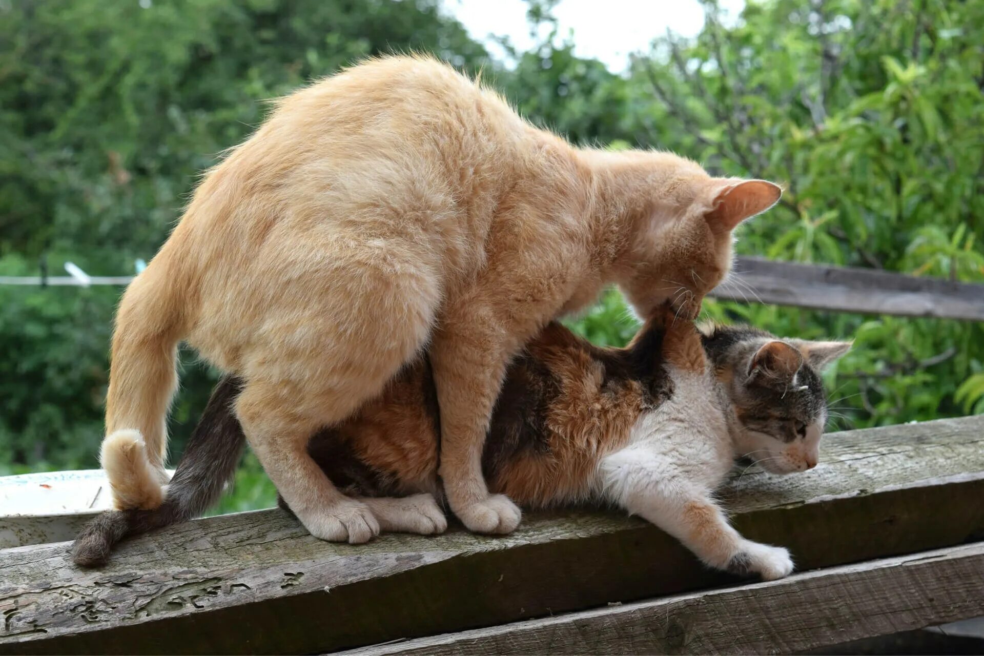 Где совокупляются. Кошки спариваются. Брачный период у кошек. Коты занимаются спариванием. Коты плодятся.