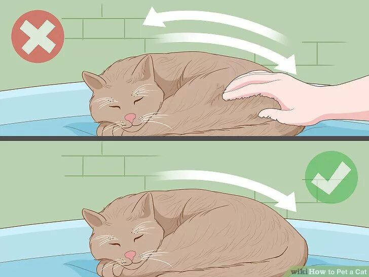 How do i pet