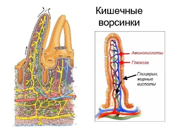 Изобразите схематично строение кишечной ворсинки. Строение кишечной ворсинки биология 8. кишечная ворсинка анатомия. нарисовать строение кишечно ворсинок.