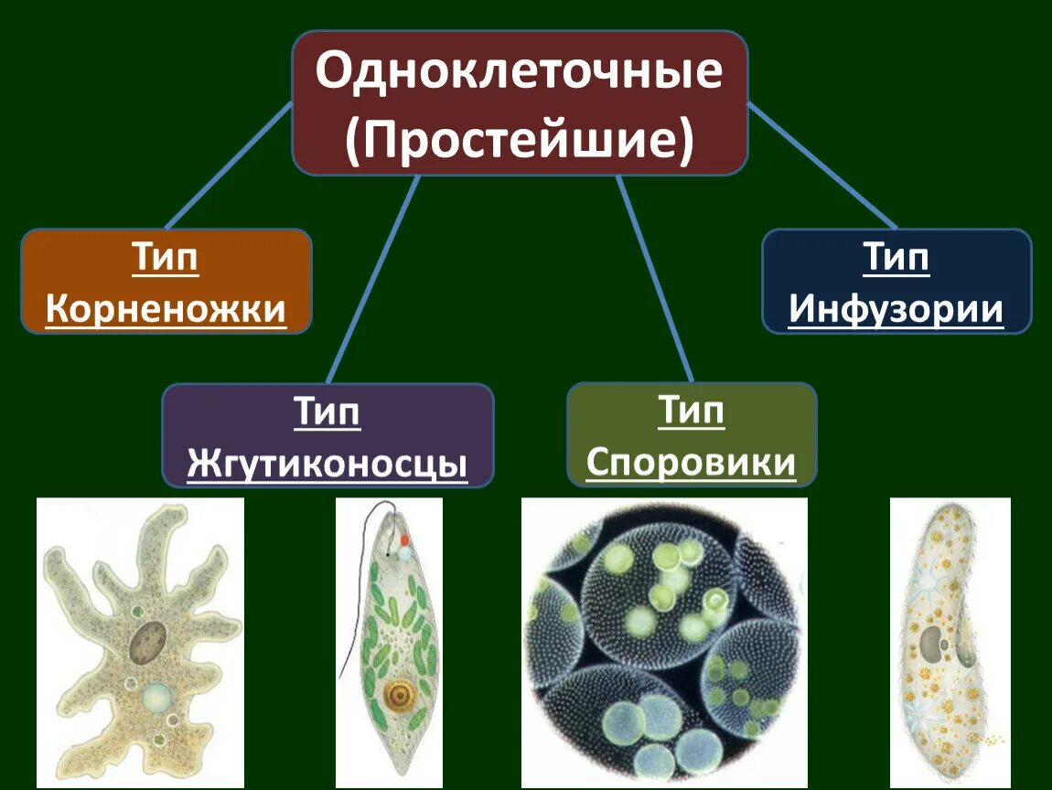 Одноклеточные паразиты биология 7 кл. Подцарство одноклеточные 7 класс биология. Общая характеристика типа простейшие биология 7 класс. Подцарство одноклеточные типы 7 класс биология.