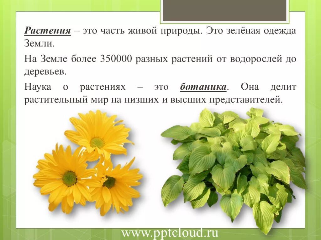 Разделить слово трава. Растения это определение. Растения часть живой природы. Растения зеленая одежда земли. Растения это определение для детей.